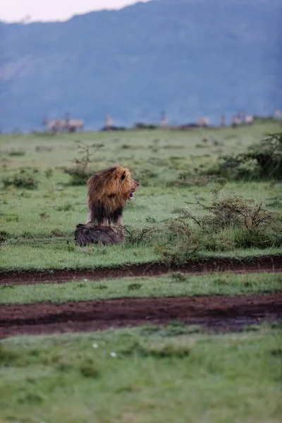 Vertical Shot Male Lion Dragging Wart Hog Kill Masai Mara — Stock Photo, Image