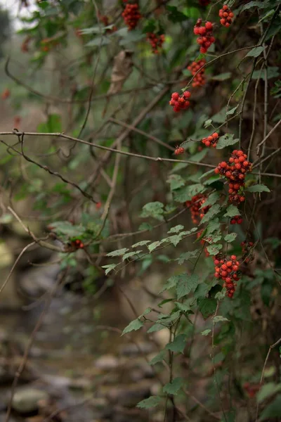 Вертикальный Снимок Ветвей Спелой Красной Смородины Зелеными Листьями Саду Дневное — стоковое фото