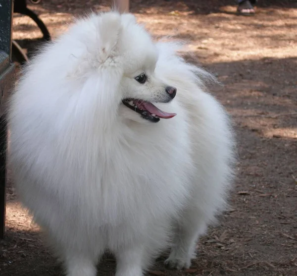 Beyaz Sevimli Bir Pomeranian Köpeği Bulanık Bir Arka Plana Bakıyor — Stok fotoğraf