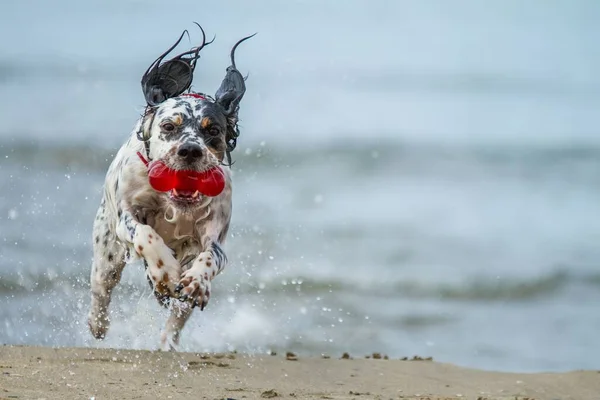 Plajda Ağzında Oyuncakla Koşan Siyah Beyaz Bir Köpeğin Güzel Bir — Stok fotoğraf