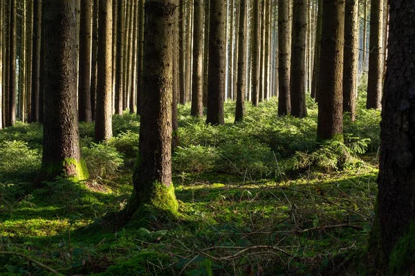Ormanda Sıcak Güneş Işığı Yerde Yeşil Bitkiler — Stok fotoğraf