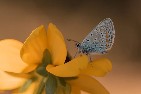 黄色のチンキの上に銀をちりばめた青い蝶のマクロショット — ストック写真