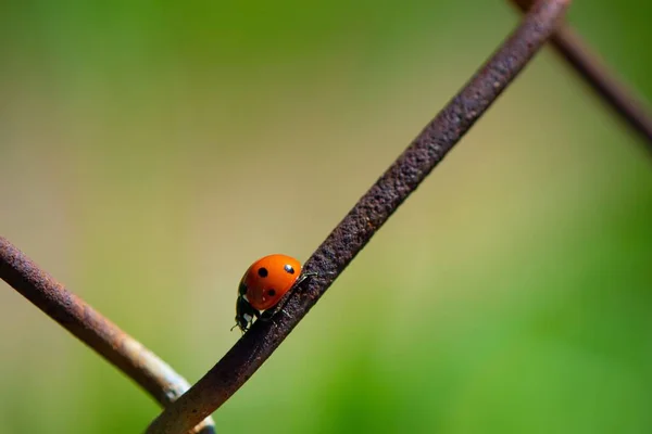 Closeup Ladybug Rusty Fence Field Blurry Background — Stock Photo, Image