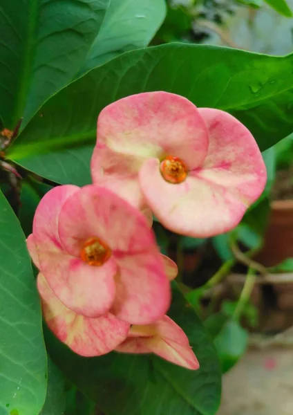 Pionowe Zbliżenie Brzoskwini Różowy Euphorbia Milii Korona Cierni Kwiaty Przechwytywane — Zdjęcie stockowe