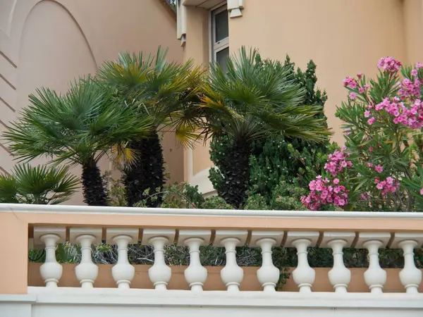 Гарний Балкон Зеленими Рослинами Квітами — стокове фото