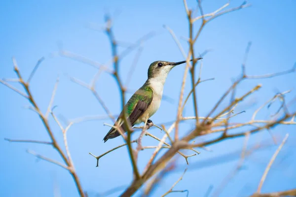 Çıplak Bir Ağaç Dalına Konmuş Yeşil Bir Sinekkuşunun Seçici Odak — Stok fotoğraf