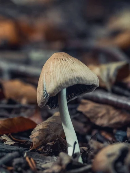 Vertical Shot Small Mica Cap Mushroom Coprinellus Micaceus Blurred Background — 스톡 사진