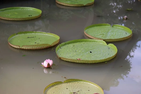 Grandes Feuilles Lotus Vert Flottant Sur Parc Étang — Photo