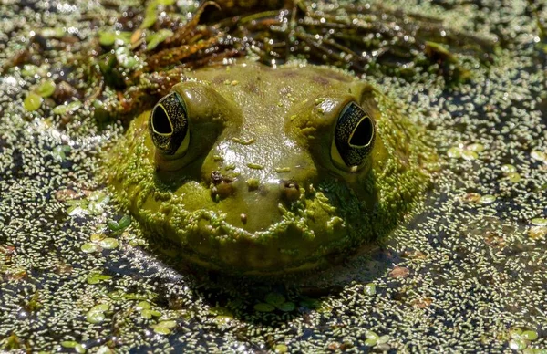 一只绿色蟾蜍在沼泽地里游泳的特写镜头 — 图库照片