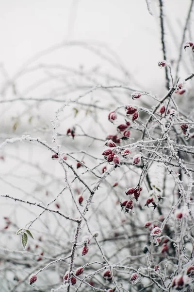 Крупный План Красной Клюквы Покрытой Снегом Зимой — стоковое фото
