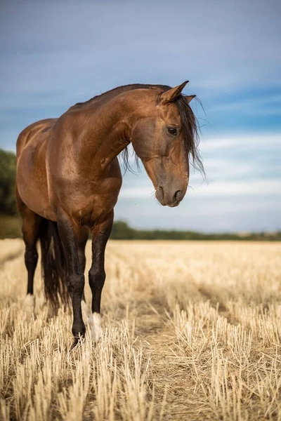 Spansk Hästhingst Brunt Gräsfält Med Blå Himmel Vertikalt Skott — Stockfoto