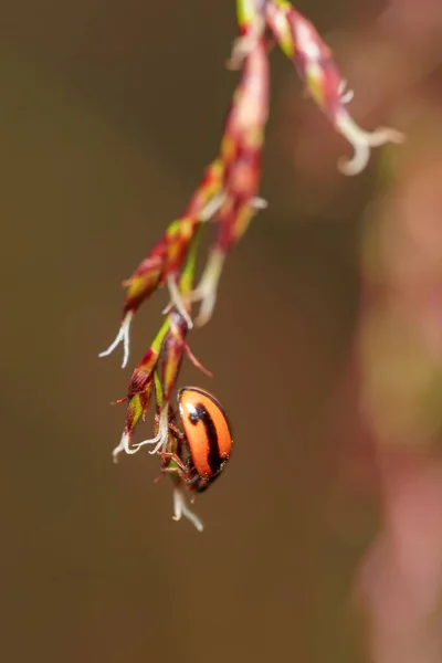 Sebuah Gambar Vertikal Dari Coccinella Bug Berdiri Atas Sepotong Bunga — Stok Foto