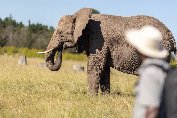 Elefante Cespuglio Africano Natura — Foto Stock