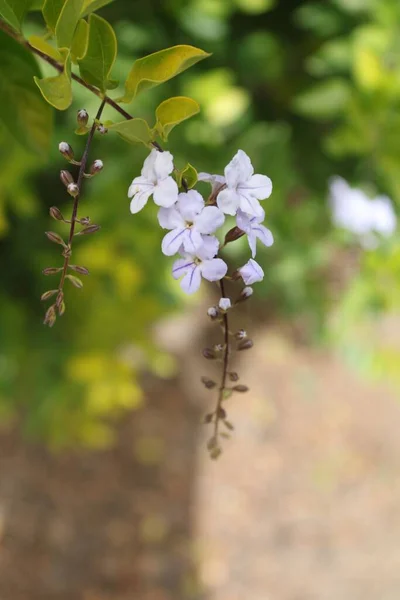 stock image A vertical closeup shot of Jasmine flowers found growing on a tree branch in nature