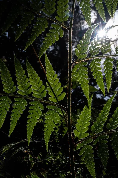 植物の垂直ショット — ストック写真