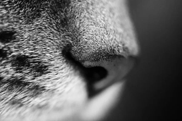 Skala Szarości Zbliżenie Kociego Nosa — Zdjęcie stockowe