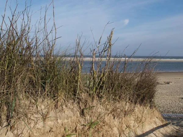 Piękne Ujęcie Trawy Wydm Plaży Morzu Północnym Wyspie Langeog Niemczech — Zdjęcie stockowe