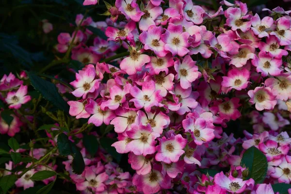 庭に咲くピンクのバラのモザートの花のクローズアップ — ストック写真