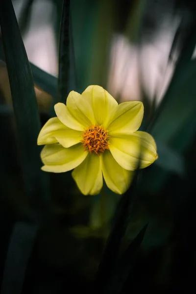 Ένα Κάθετο Κοντινό Πλάνο Ενός Όμορφου Κίτρινου Λουλουδιού Που Φυτρώνει — Φωτογραφία Αρχείου