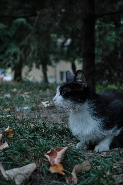 公园里一只黑白相间的猫坐在草地上的垂直镜头 — 图库照片