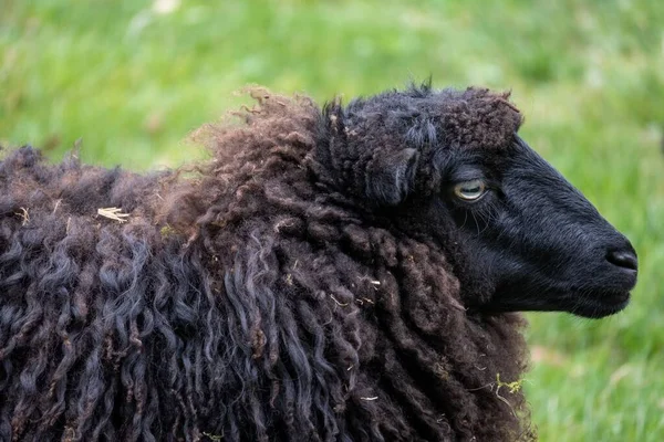 Gros Plan Mouton Noir Dans Ferme — Photo