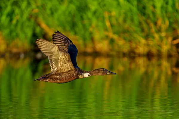 Suyun Üzerinde Uçan Bir Ördeğin Güzel Bir Görüntüsü — Stok fotoğraf