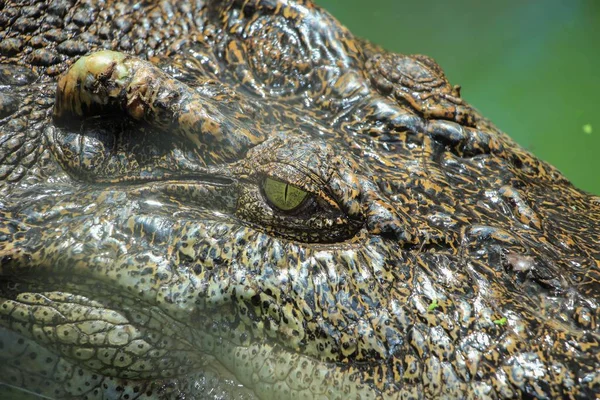 Närbild Huvudet Alligator Ett Zoo Dagtid — Stockfoto