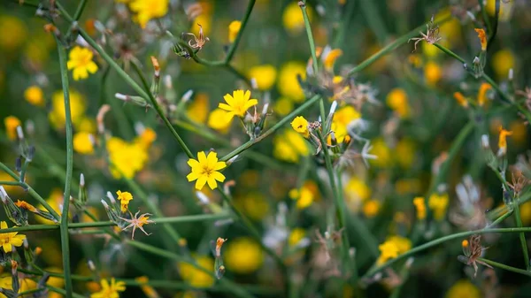 Pequenas Flores Amarelas Campo — Fotografia de Stock