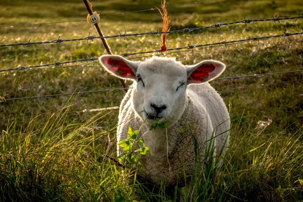 Weidende Schafe Die Einem Zuzwinkern — Stockfoto