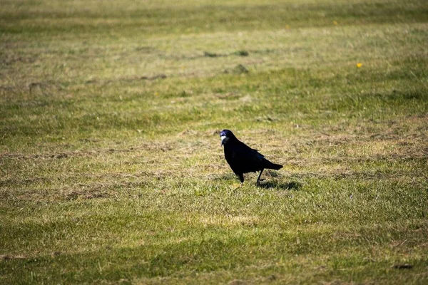 Черная Птица Стоит Лугу — стоковое фото