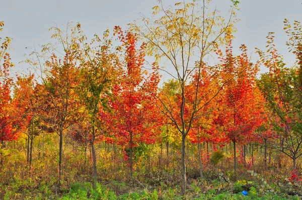 Colorful Autumn Trees Garden — Stock Photo, Image