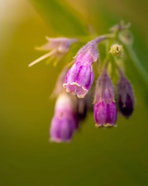 Macro Selective Focus Delicate Purple Flowers Symphytum Officinale Common Comfrey — Stock Photo, Image