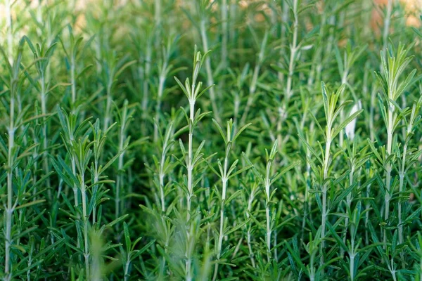 Крупный План Зеленого Эстрагона Artemisia Dracunculus — стоковое фото