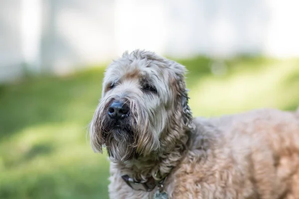 暗い背景に公園でカラフルな襟付きの美しいソフトコーティングされた小麦テリア犬のクローズアップ肖像画 — ストック写真