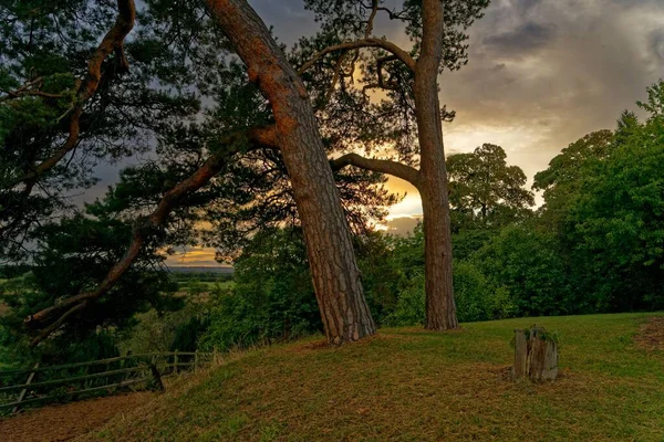 Groene Bomen Het Bos Tegen Schilderachtige Zonsondergang — Stockfoto