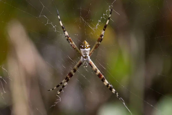 Detailní Záběr Stříbrného Argiopského Pavouka Argiope Argentata Zdola Kráčejícího Své — Stock fotografie