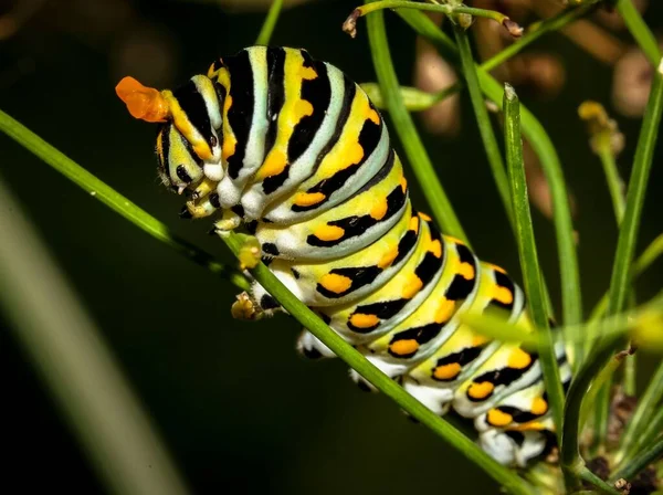 Closeup Shot Monarch Caterpillar Crawling Green Plant — Stock Photo, Image