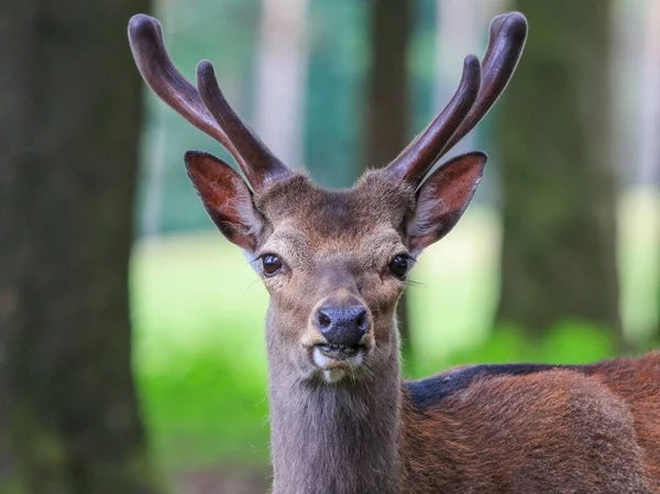 在模糊的森林背景上拍到一只可爱的毛茸茸的鹿的特写镜头 — 图库照片
