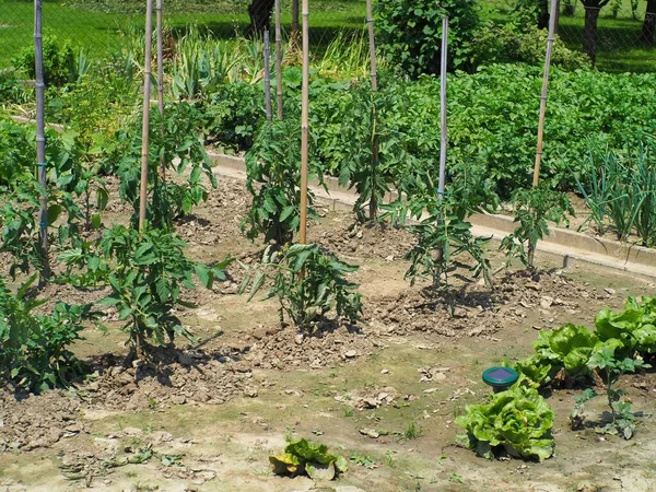 Plántulas Tomate Jardín Con Postes Madera Apoyo —  Fotos de Stock