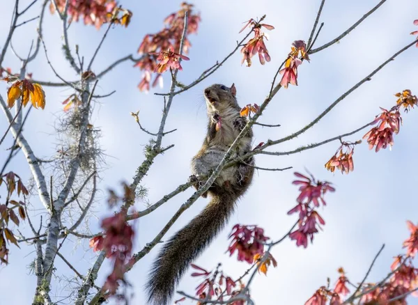 Ein Eichhörnchen Hockt Auf Einem Ast — Stockfoto