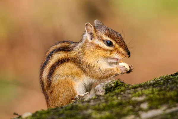 Closeup Shot Cute Tiny Fluffy Chipmunk Eating Nut Wood — Stock Photo, Image