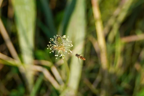 Крупный План Пчелы Белом Цветке Саду — стоковое фото