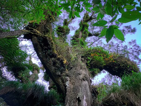 Eine Flache Aufnahme Eines Schönen Baumstammes Der Mit Grünem Laub — Stockfoto