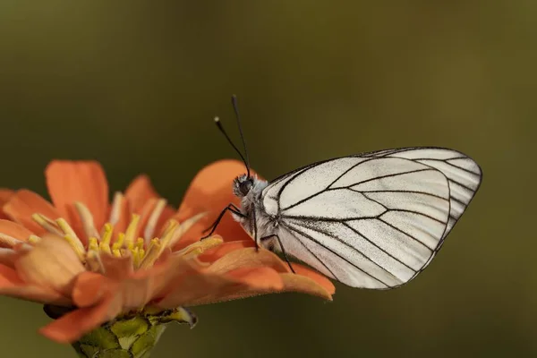 Макро Снимок Белой Бабочки Черными Венами Сидящей Цветке Зиннии — стоковое фото