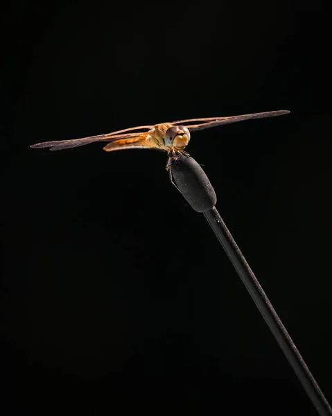 Yusufçuğun Kara Arka Planda Çekilmiş Makro Görüntüsü — Stok fotoğraf