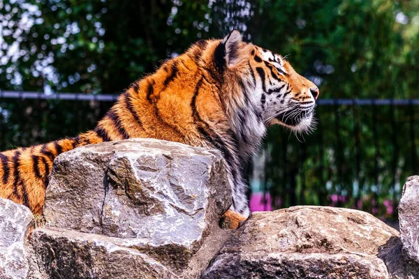 Närbild Sibirisk Tiger Ett Zoo Solljuset Med Suddig Bakgrund — Stockfoto