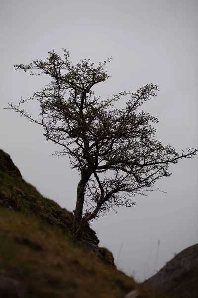 Vertikální Záběr Osamělého Stromu Rostoucího Kopci Šedou Pochmurnou Oblohou Pozadí — Stock fotografie