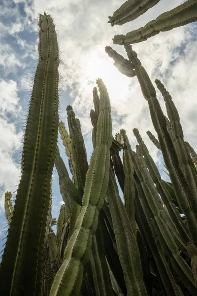 Vertical Low Angle Shot Mandacaru Cactus Cereus Jamacaru Blue Sky — Stock Photo, Image