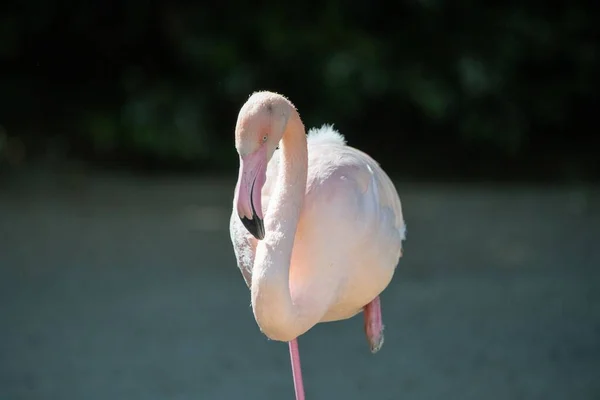Eine Auswahl Von Flamingos Einem Park — Stockfoto