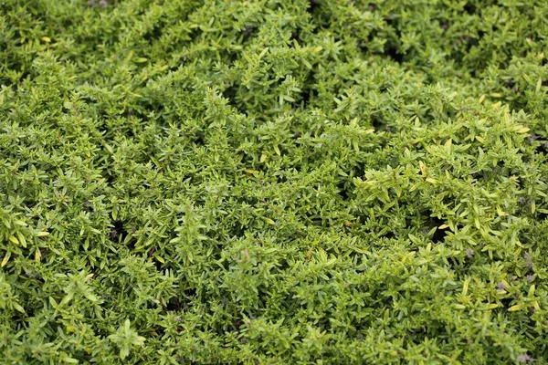 Güneş Işığı Altında Tarlada Yetişen Yeşil Kekik Bitkisinin Yakın Çekimi — Stok fotoğraf